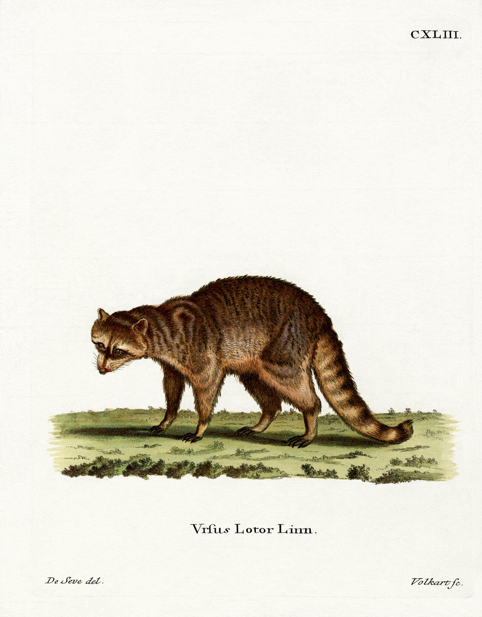 Mapache de German School
