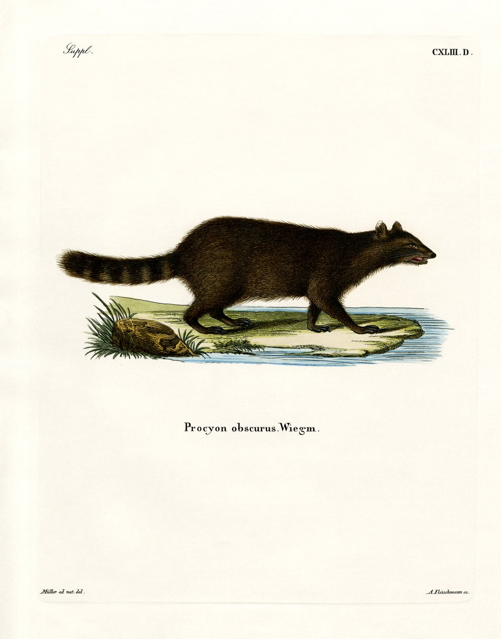 Mapache de German School