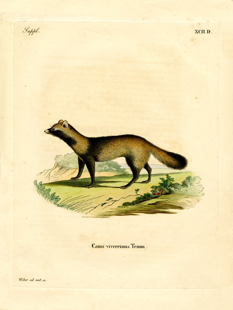 Perro Mapache de German School