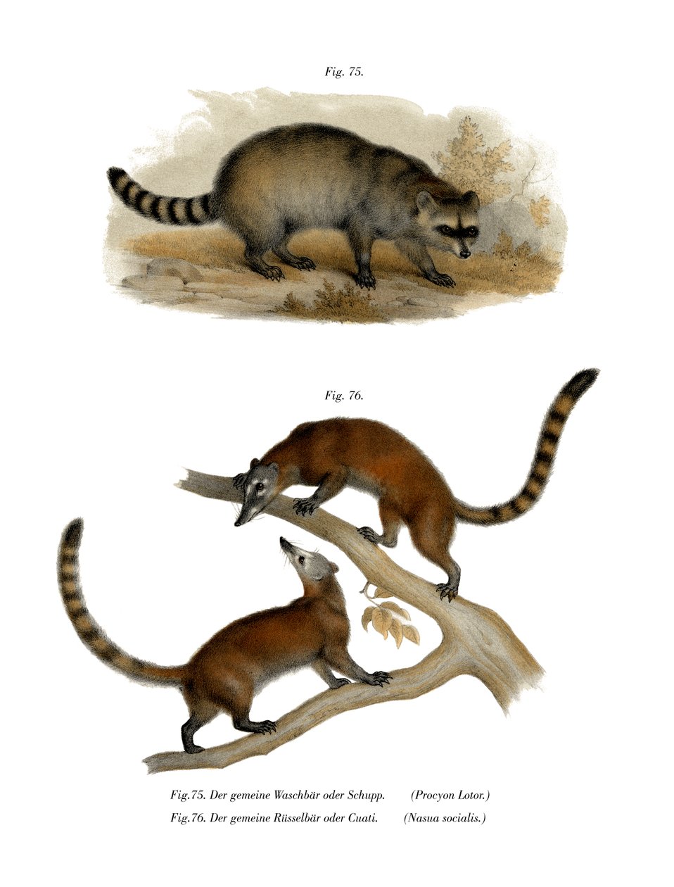 Mapache de German School