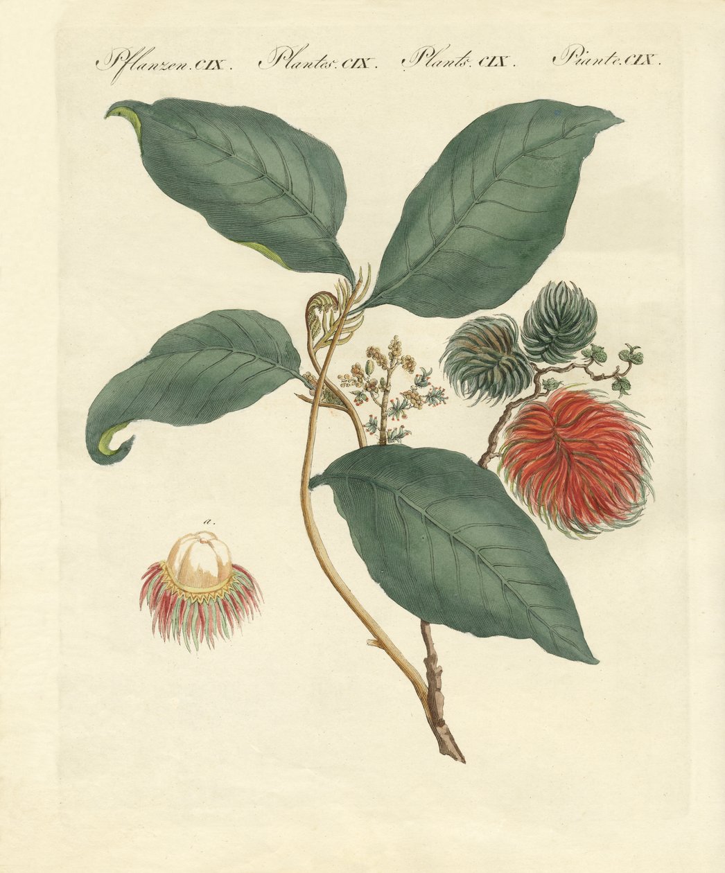 Árbol de Rambután (grabado coloreado) de German School