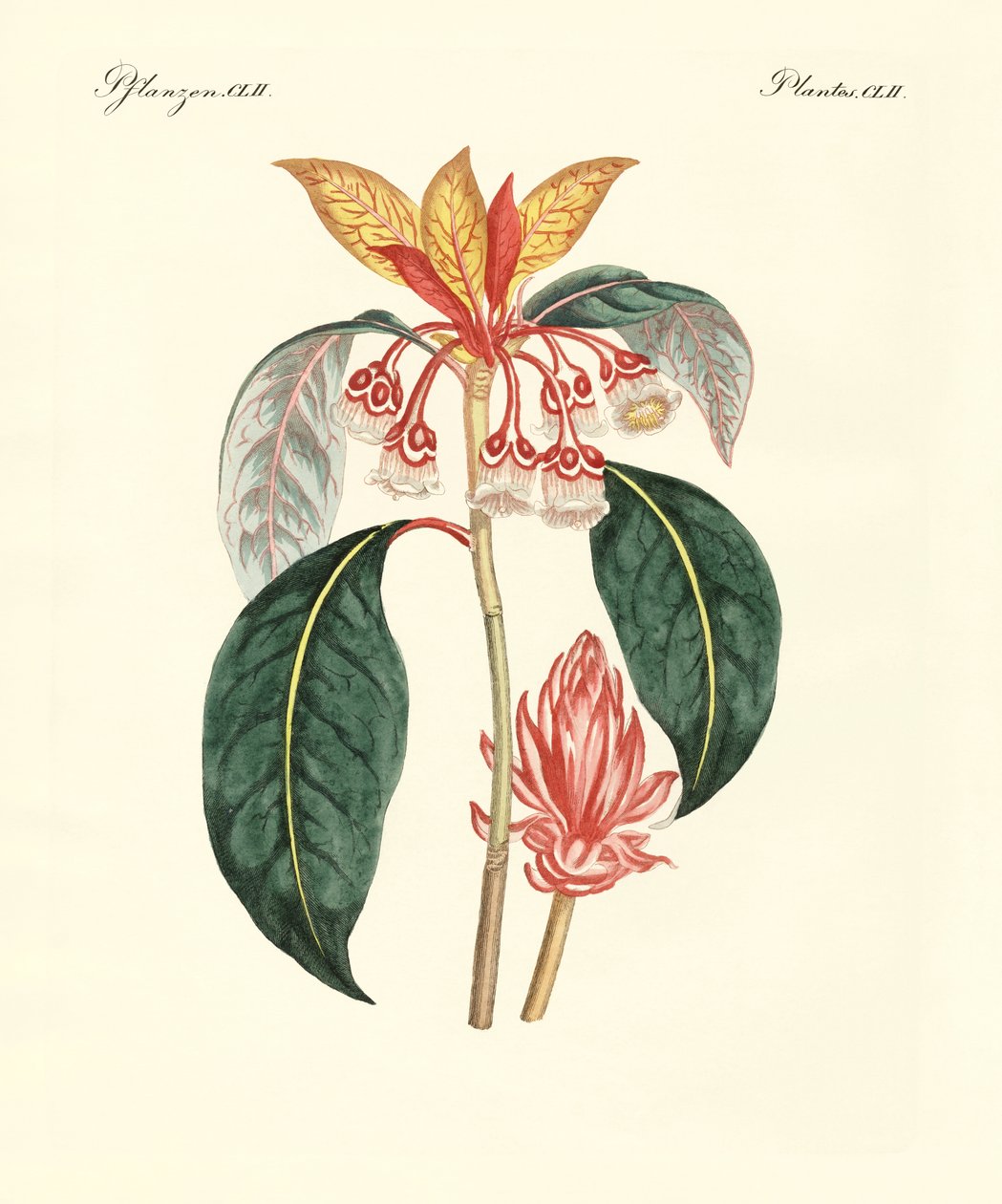 Plantas chinas raras de German School
