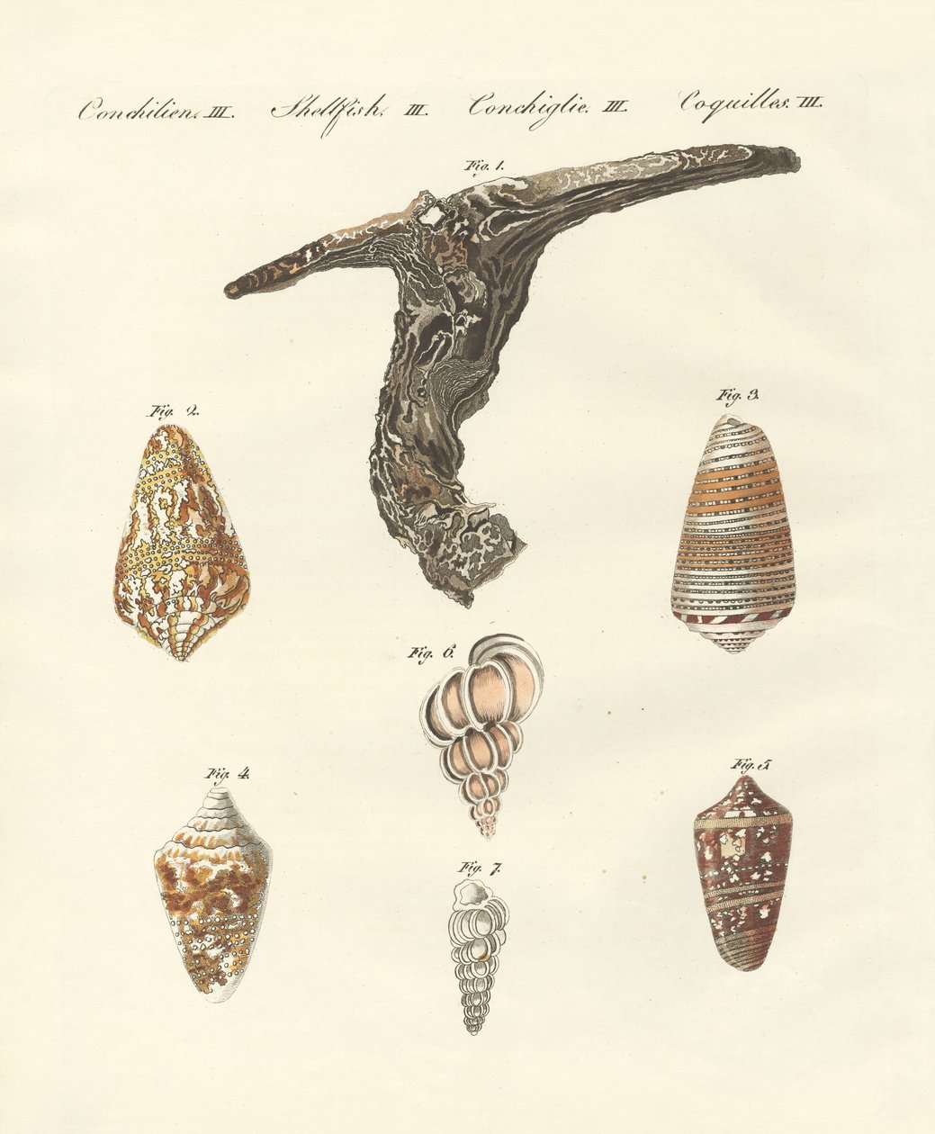 Conchas raras de German School