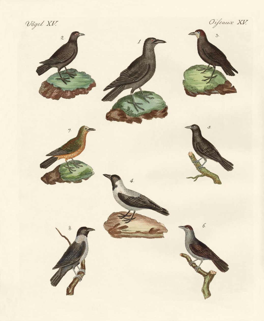Cuervos y grajos de German School