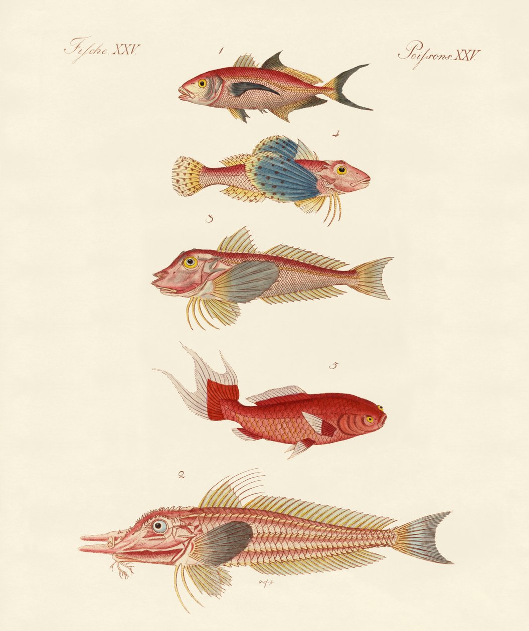 Peces rojos de German School