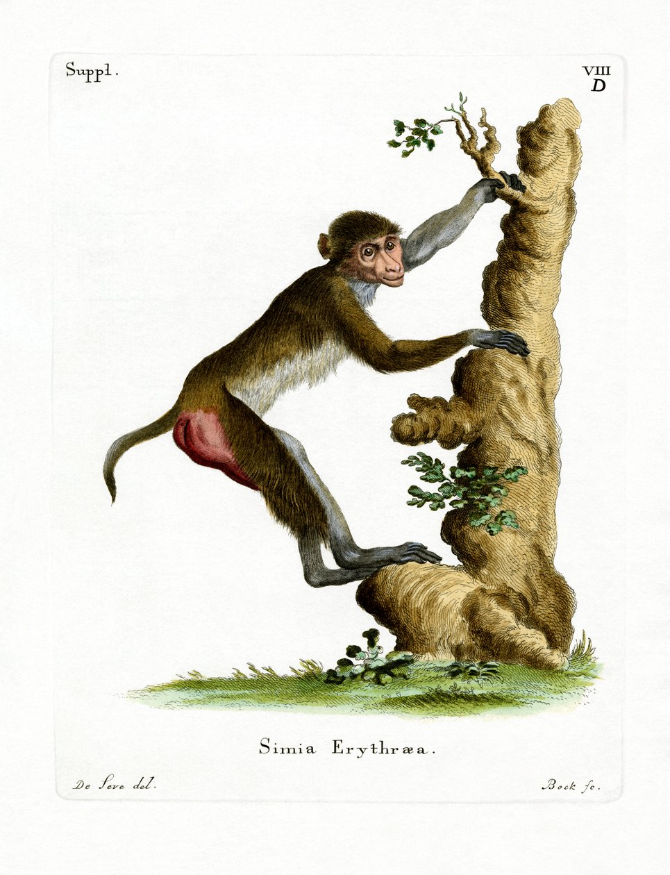 Macaco Rhesus de German School
