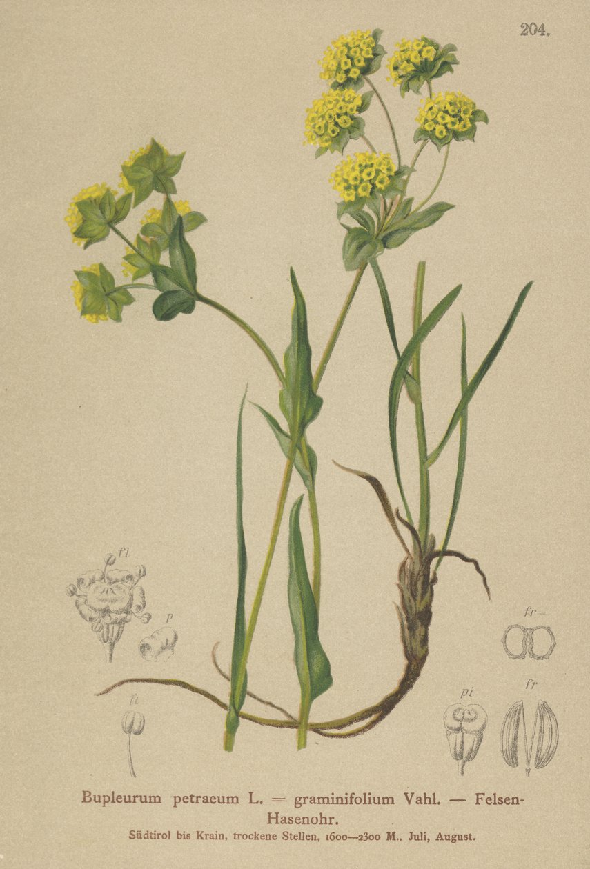 Hierba de liebre de roca (Bupleurum petraeum, Bupleurum graminifolium) de German School