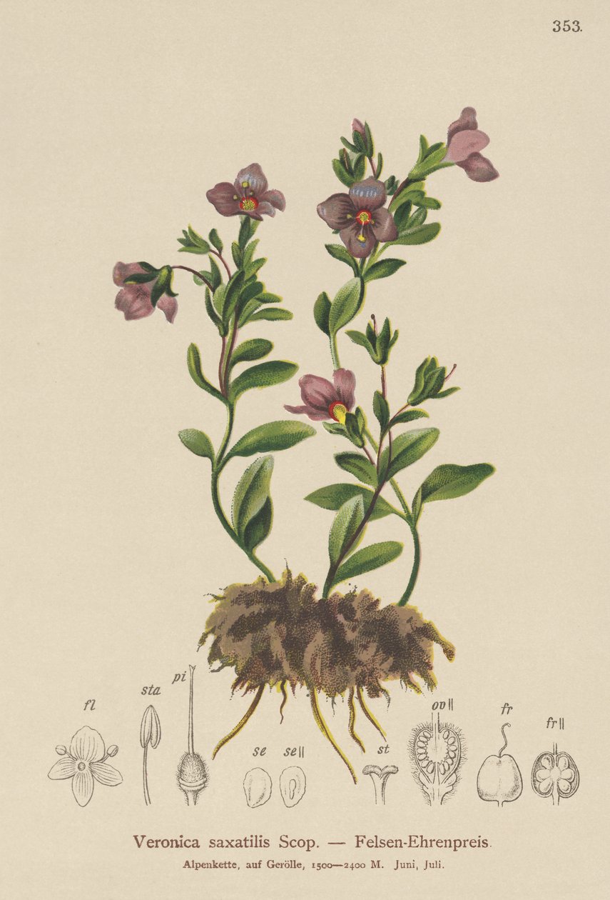 Verónica de roca (Veronica saxatilis) de German School