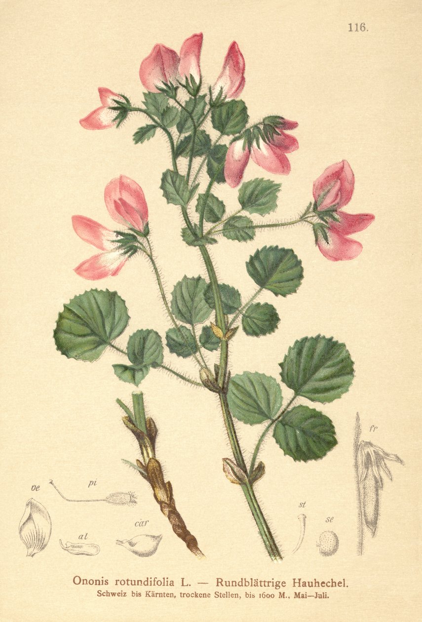 Restharrow de hojas redondas de German School