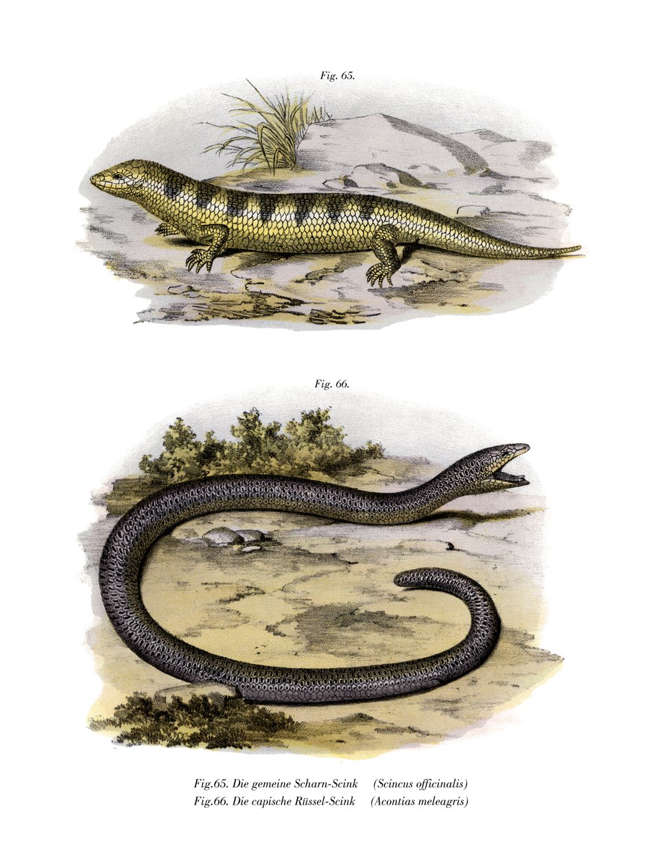 Eslizón de arena de German School