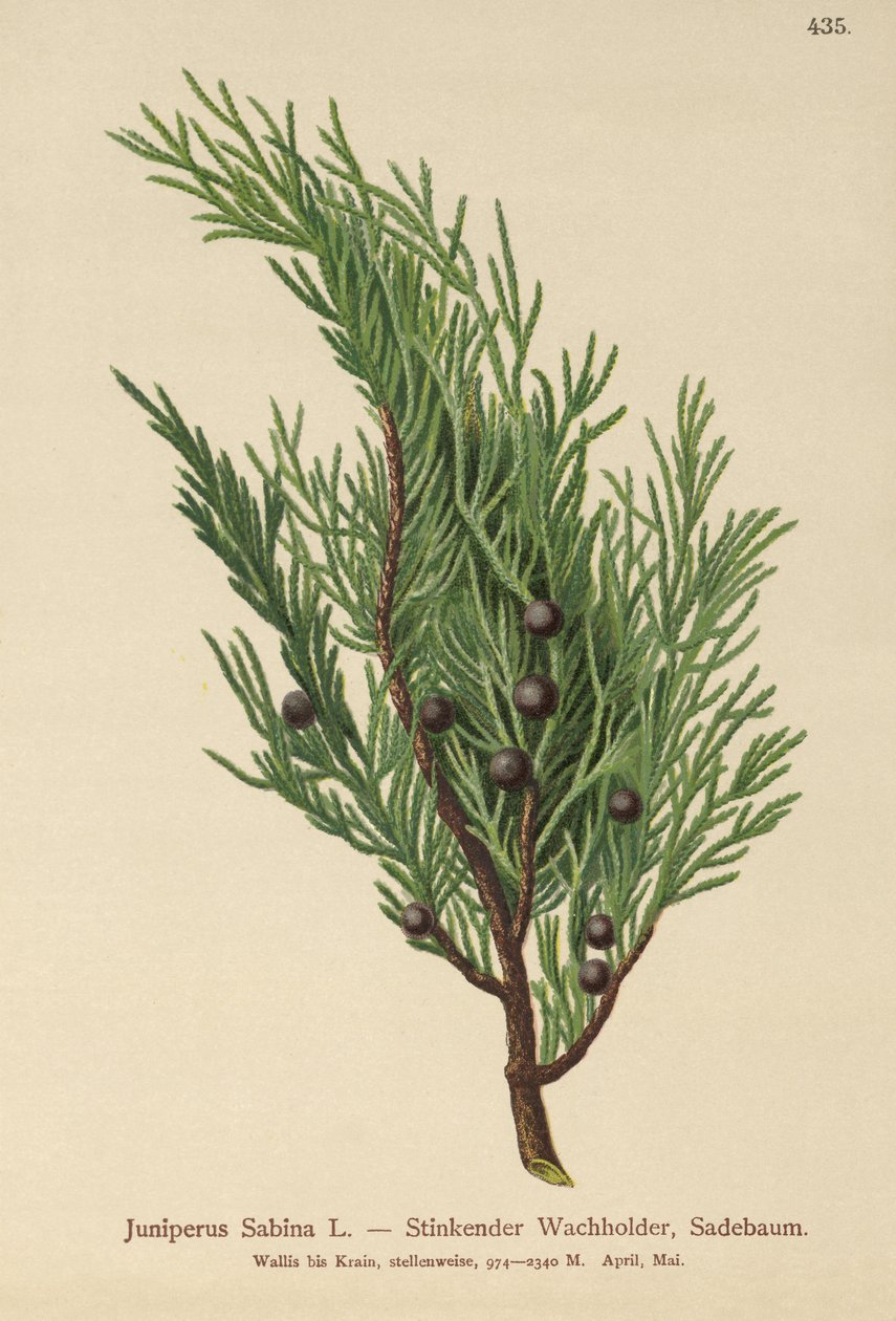 Enebro sabino (Juniperus Sabina) de German School