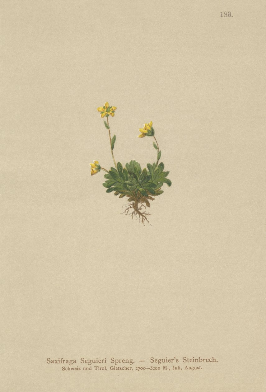 Saxífraga de Seguieri (Saxifraga Seguieri) de German School