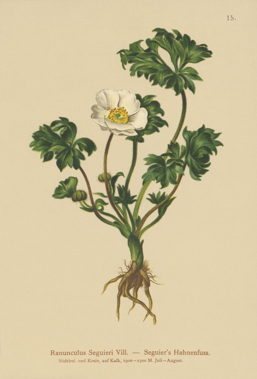 Ranúnculo de Seguiers (Ranunculus Seguieri) de German School
