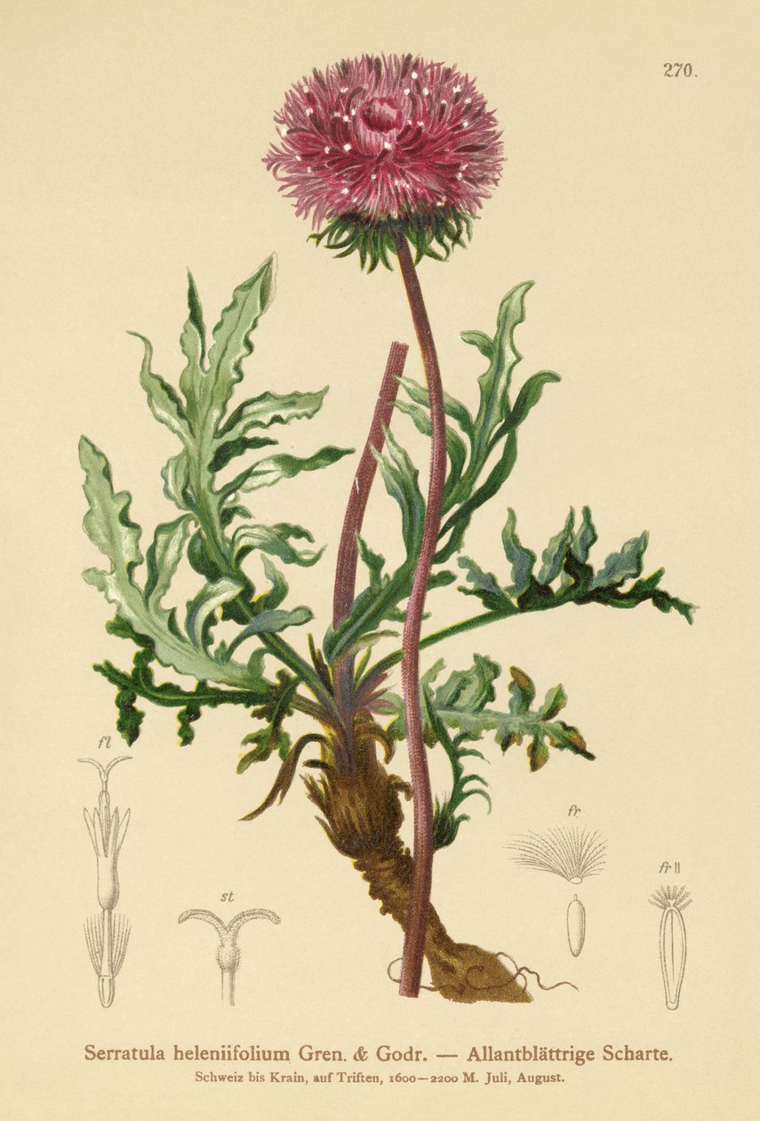 Serratula (Serratula heleniifolium) de German School