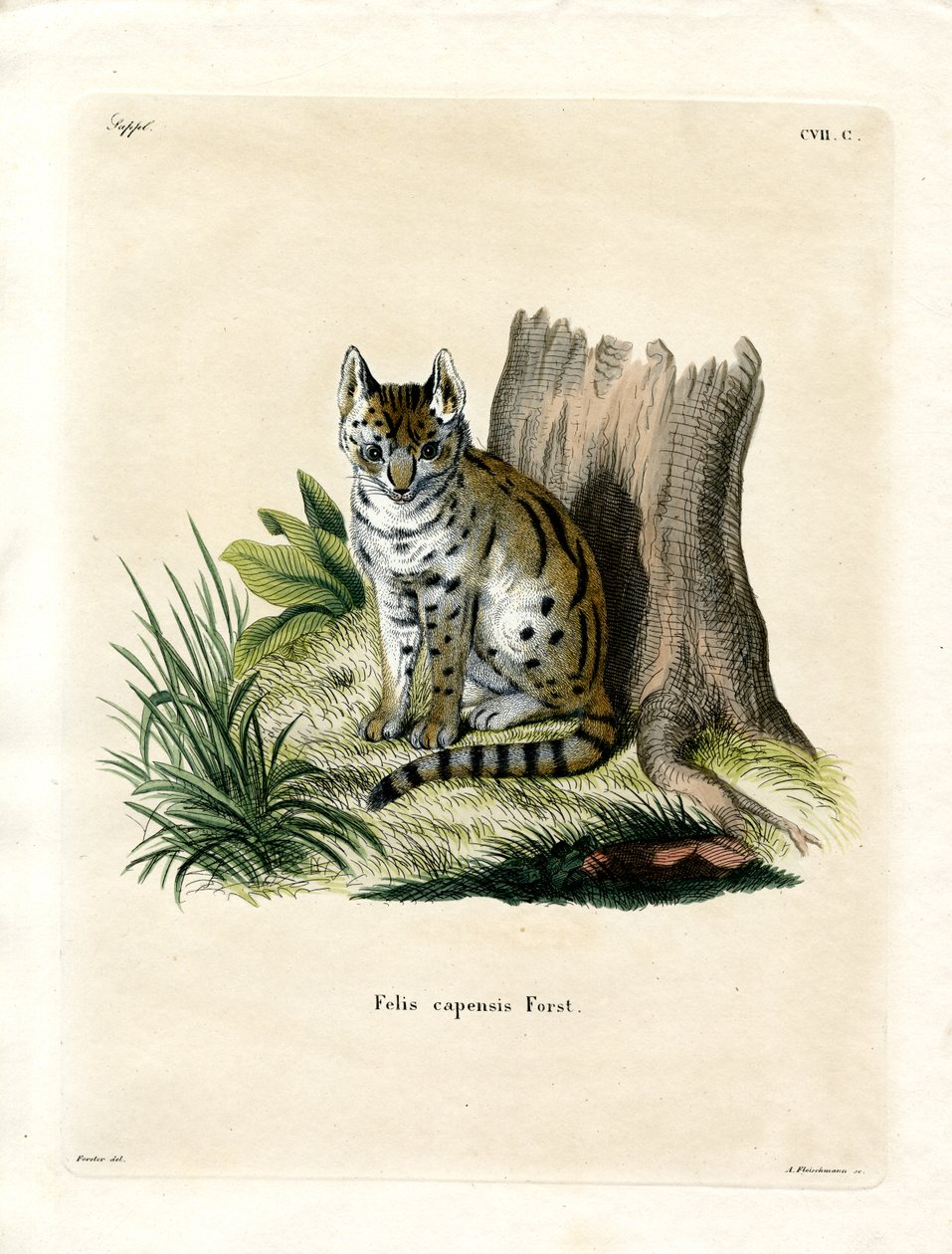 Serval de German School