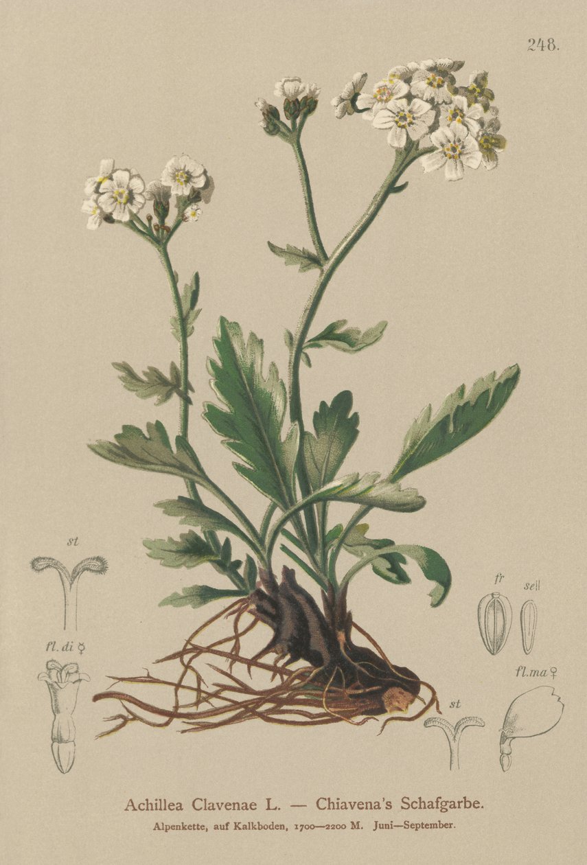 Milenrama plateada (Achillea Clavenae) de German School