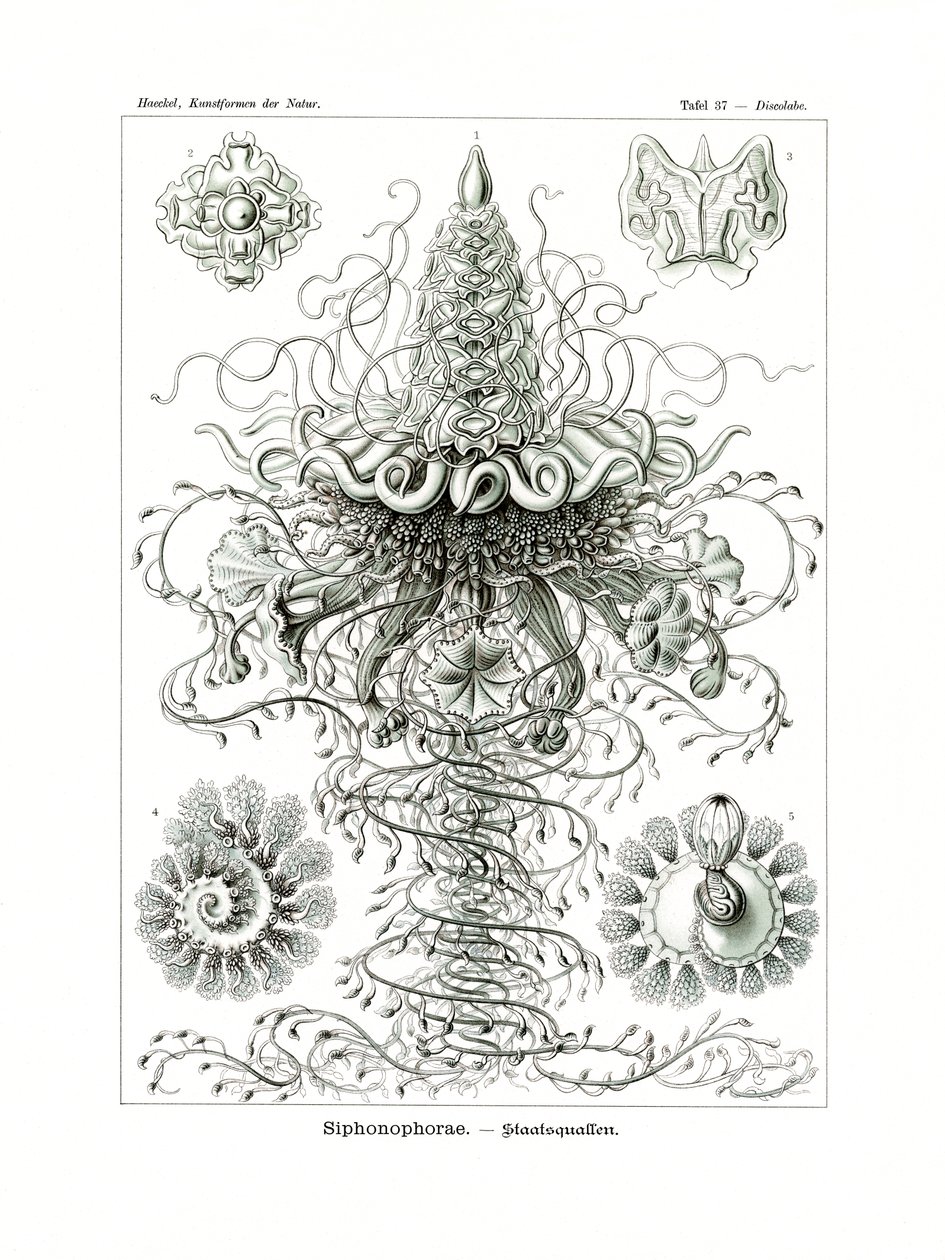 Siphonophorae, 1899-1904 de German School
