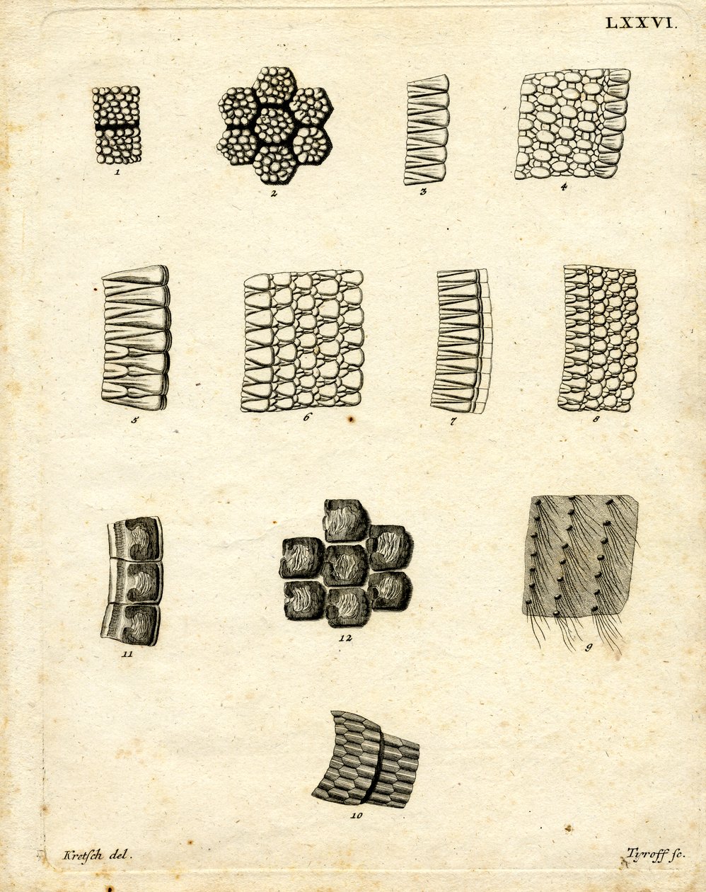 Escamas de Piel de German School