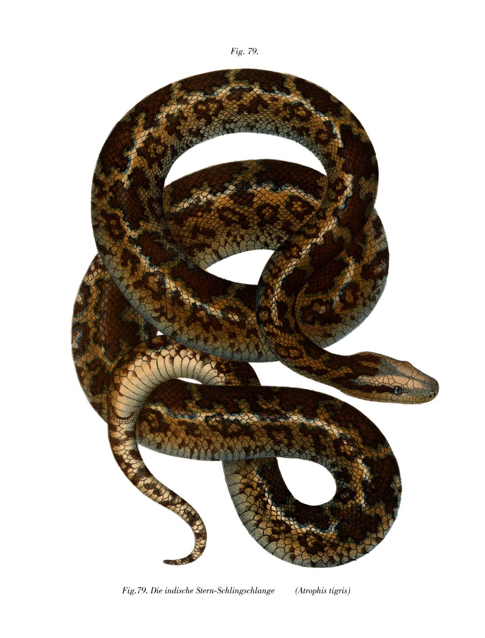 Serpiente (litografía en color) de German School