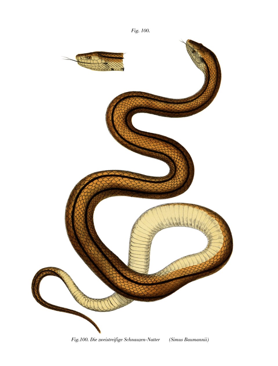 Serpiente (litografía en color) de German School