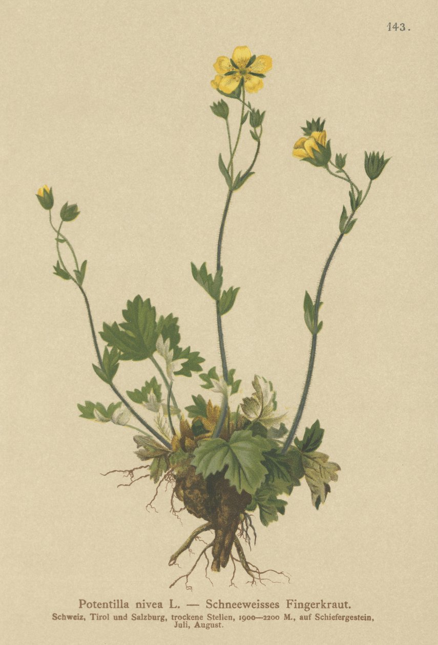 Potentilla nivea (Potentilla nivea) de German School