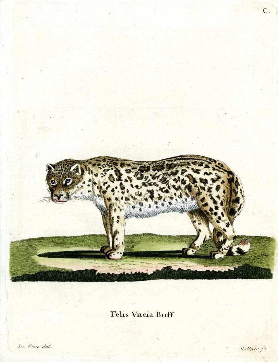 Leopardo de las Nieves de German School