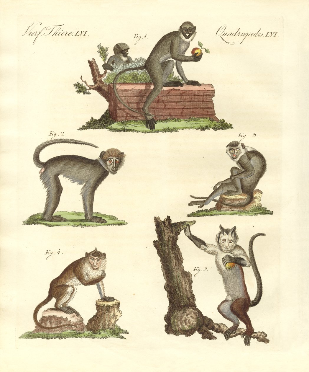 Algunos tipos de monos de German School