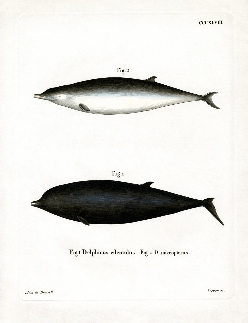 Ballena de Sowerby de German School