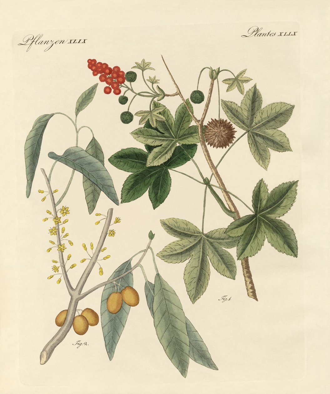 Plantas picantes de German School