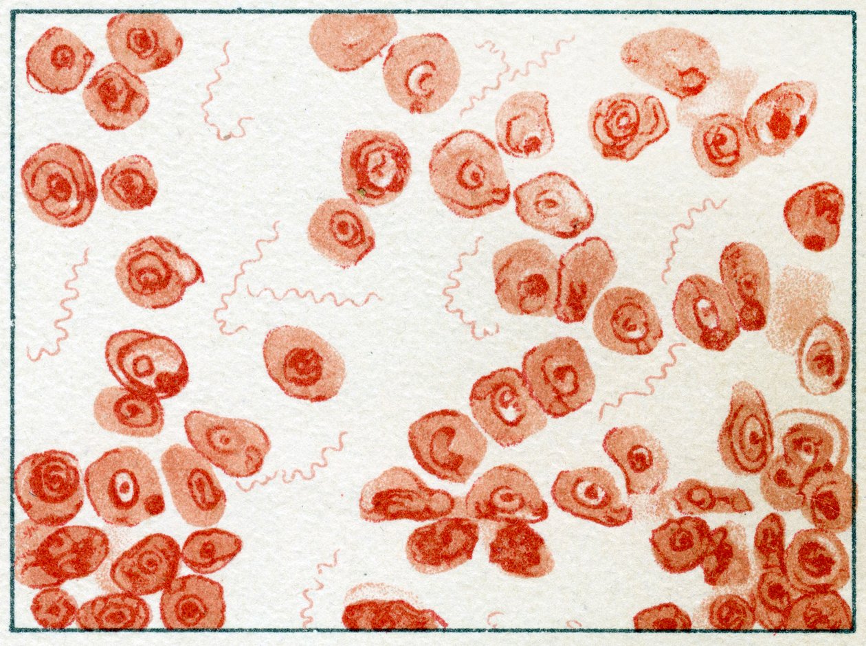 Bacteria Spirillum c.1890 de German School