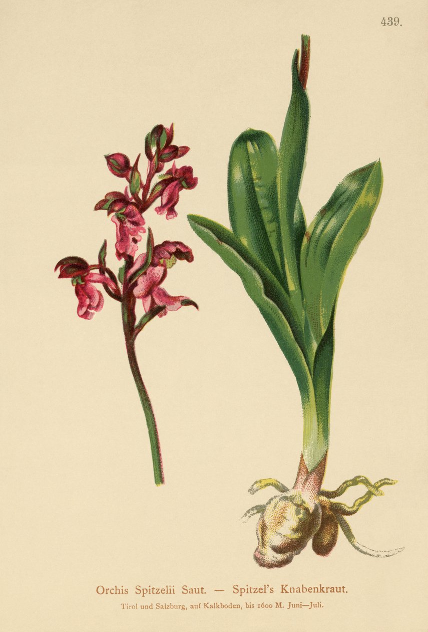 Orquídea de Spitzel (Orchis Spitzelii) de German School
