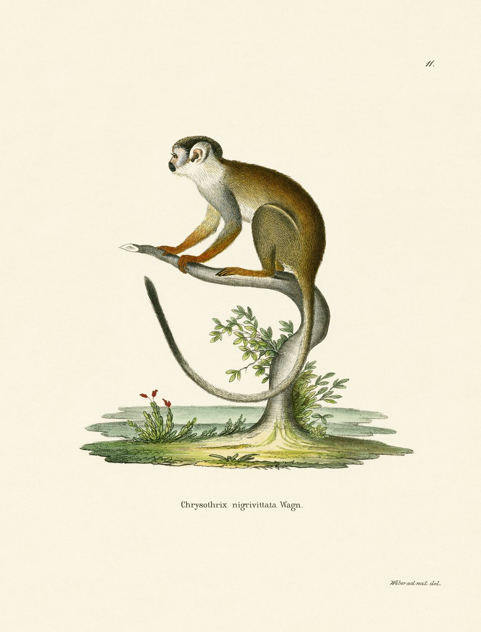 Mono Ardilla de German School