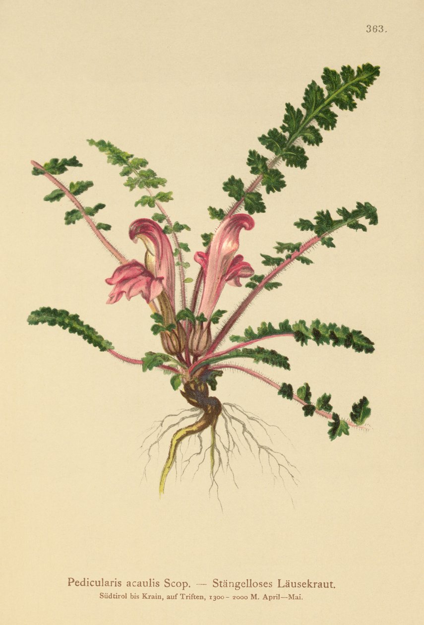 Pedicularis sin tallo (Pedicularis acaulis) de German School