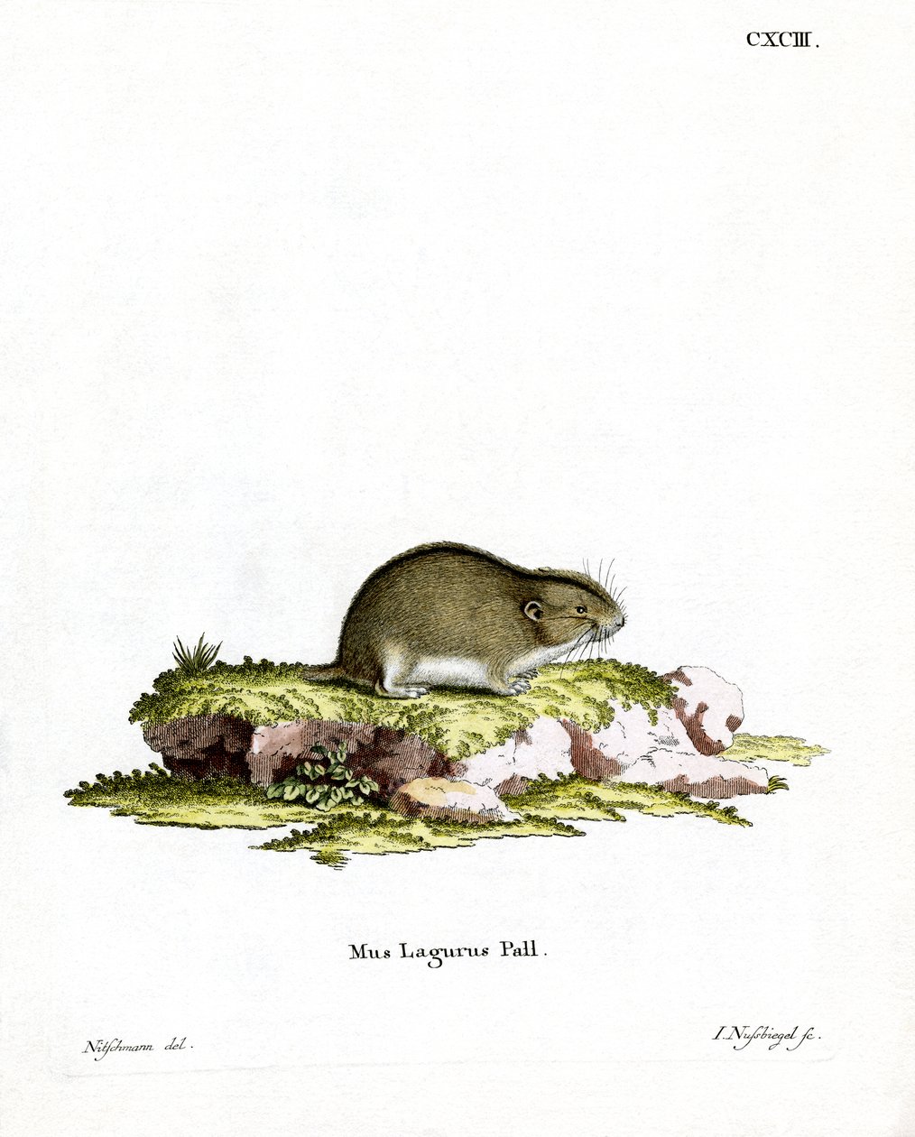 Lemming de Estepa de German School