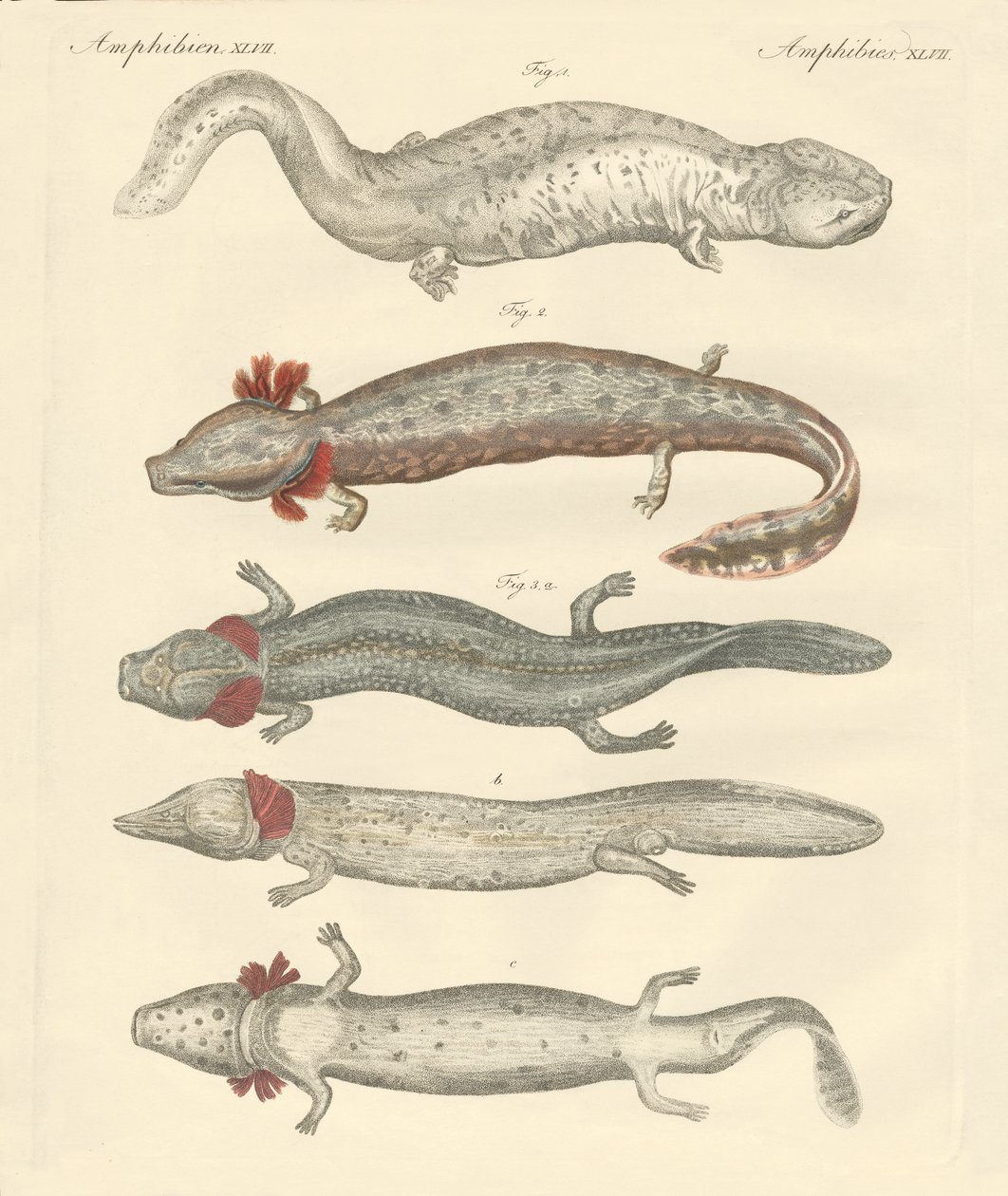 Anfibios extraños de German School