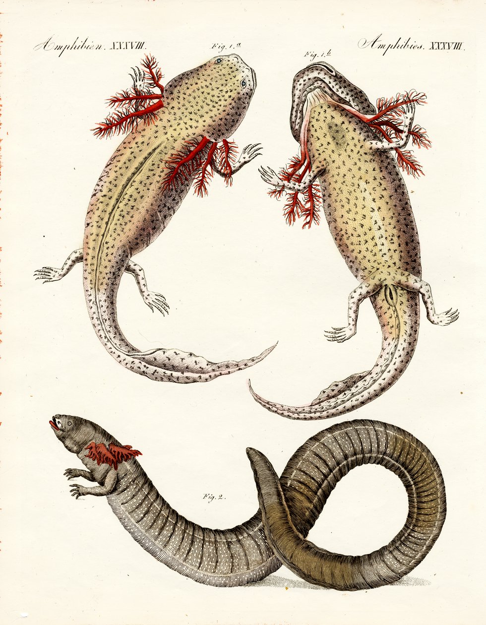 Anfibios extraños de German School