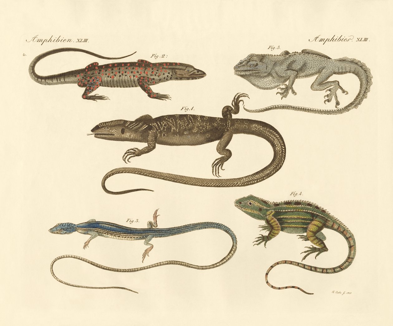 Anfibios extraños de German School