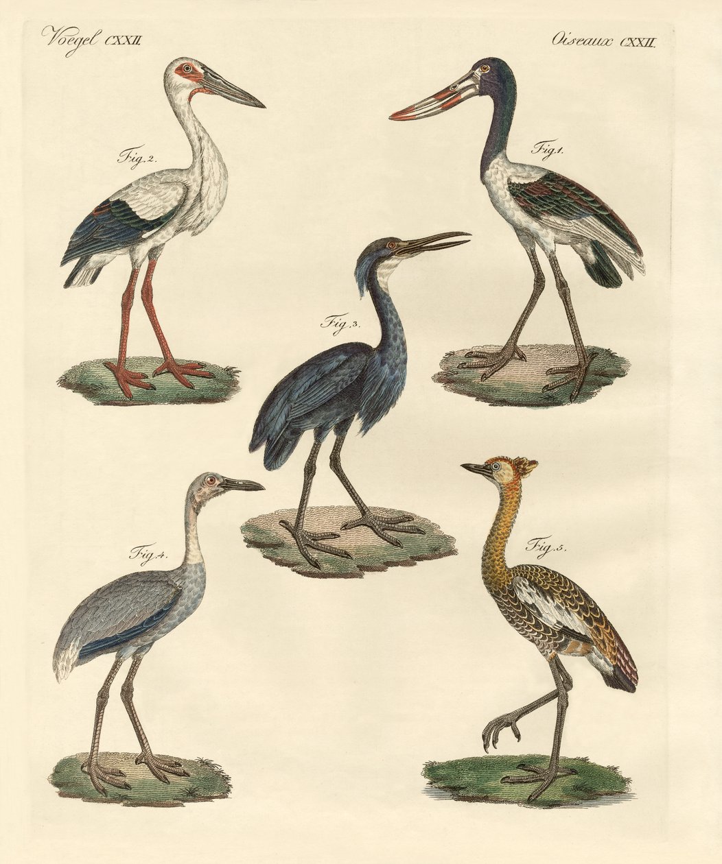 Aves extrañas de German School