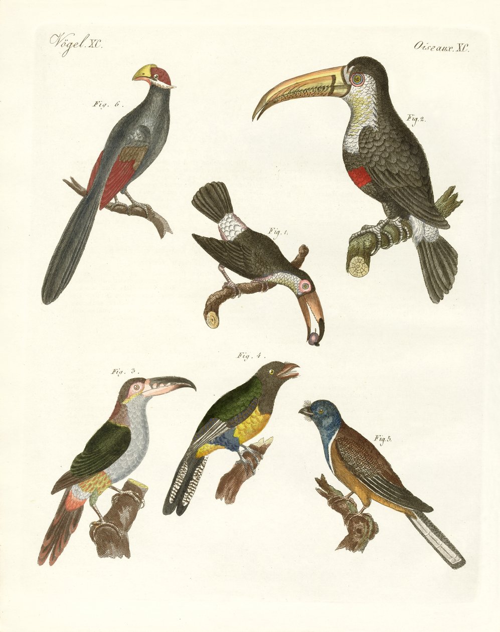 Aves extrañas de German School