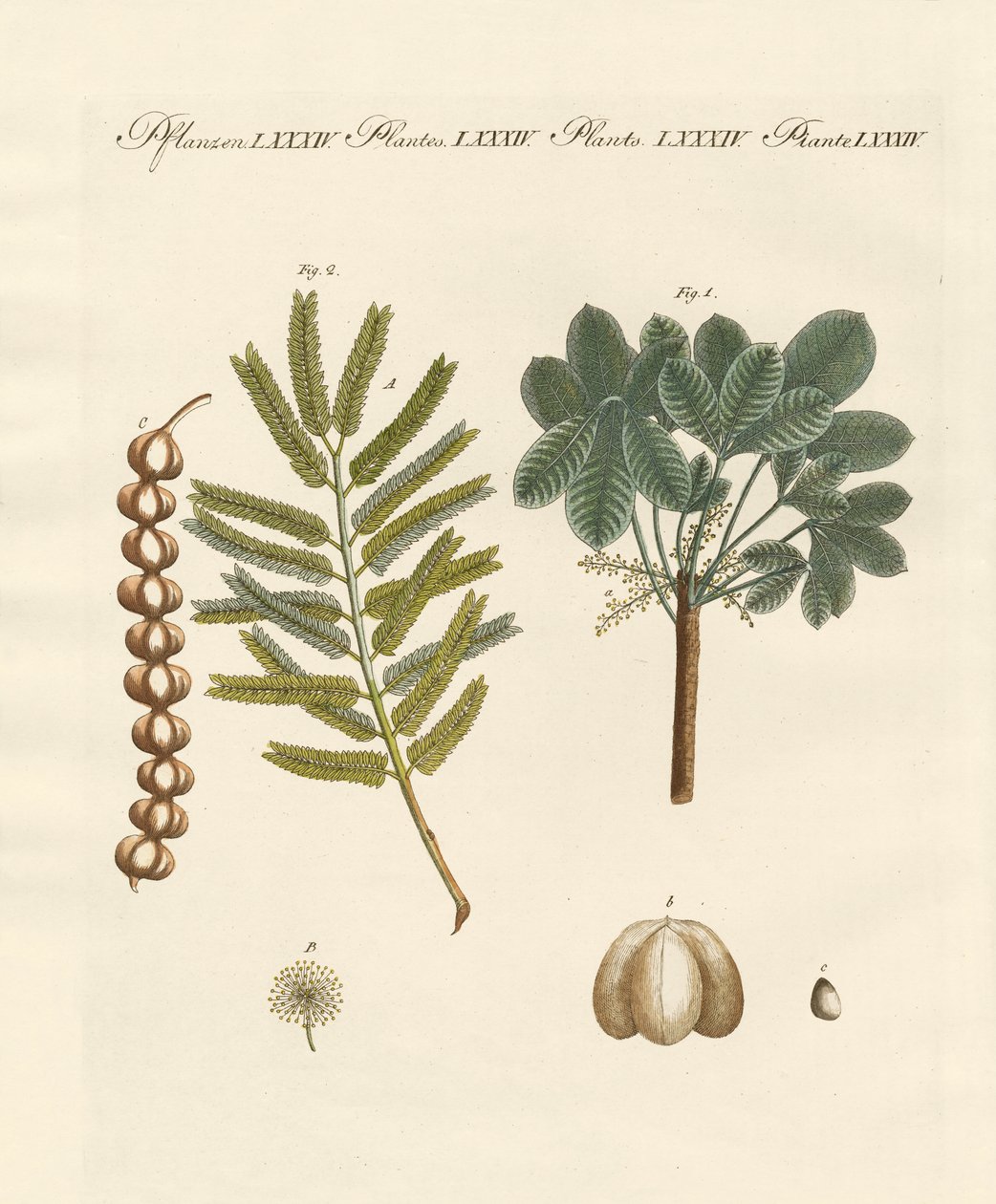 Plantas comerciales extrañas de German School