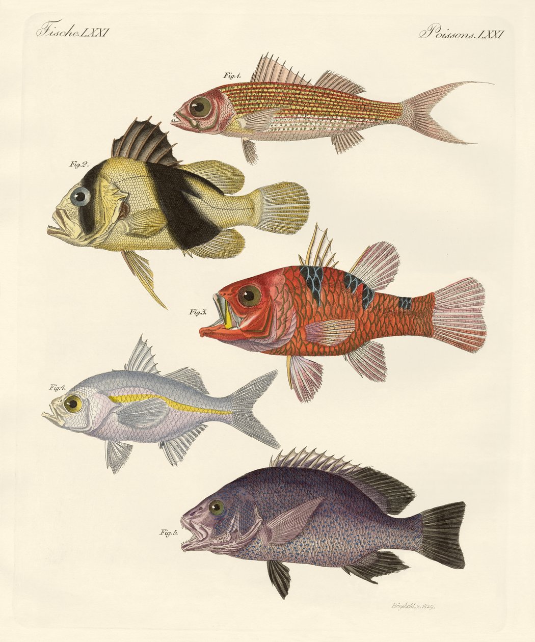 Peces extraños de German School