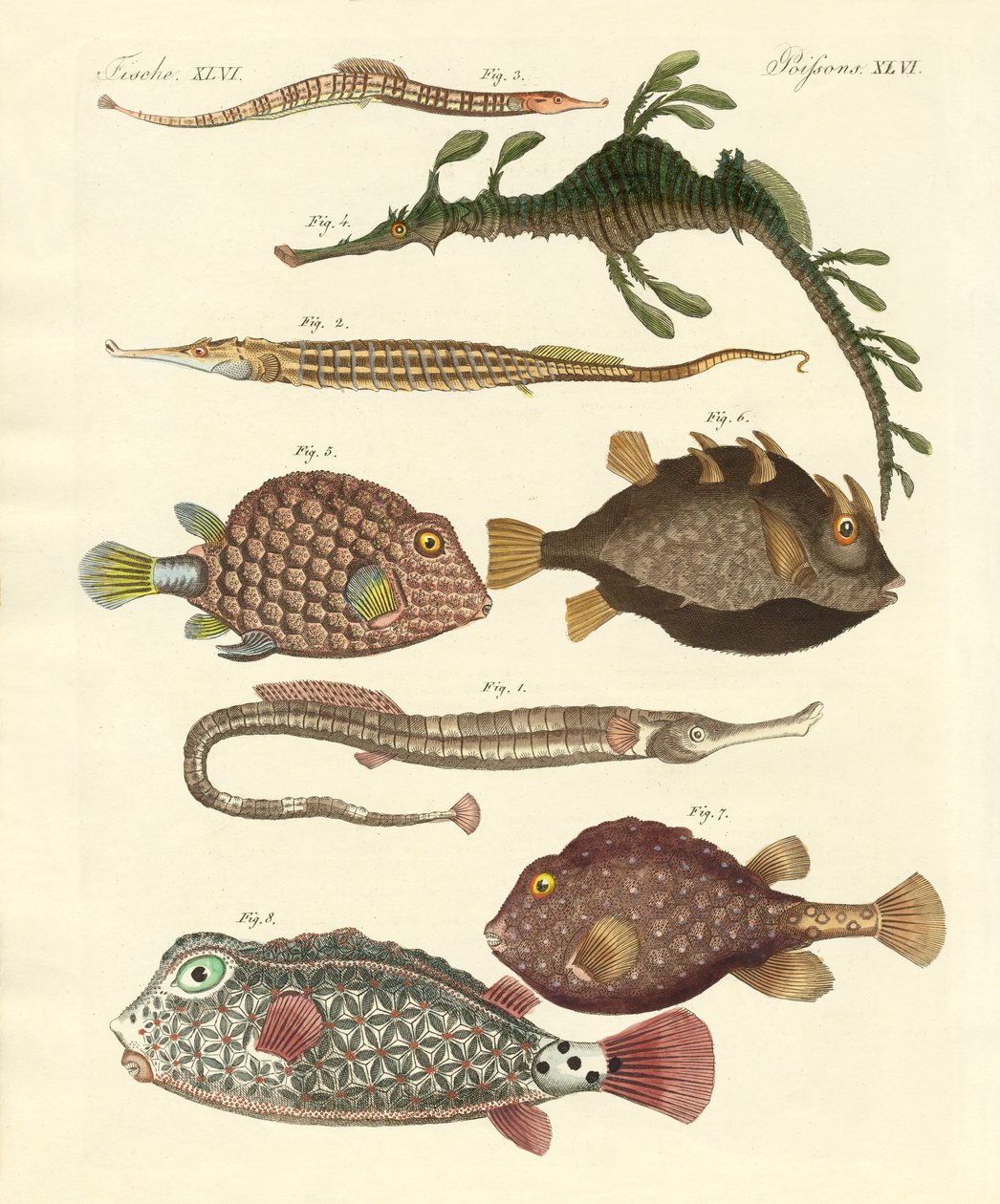 Peces extraños de German School