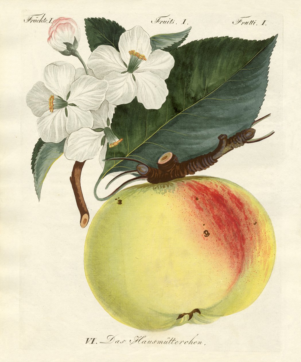 Frutas extrañas de German School