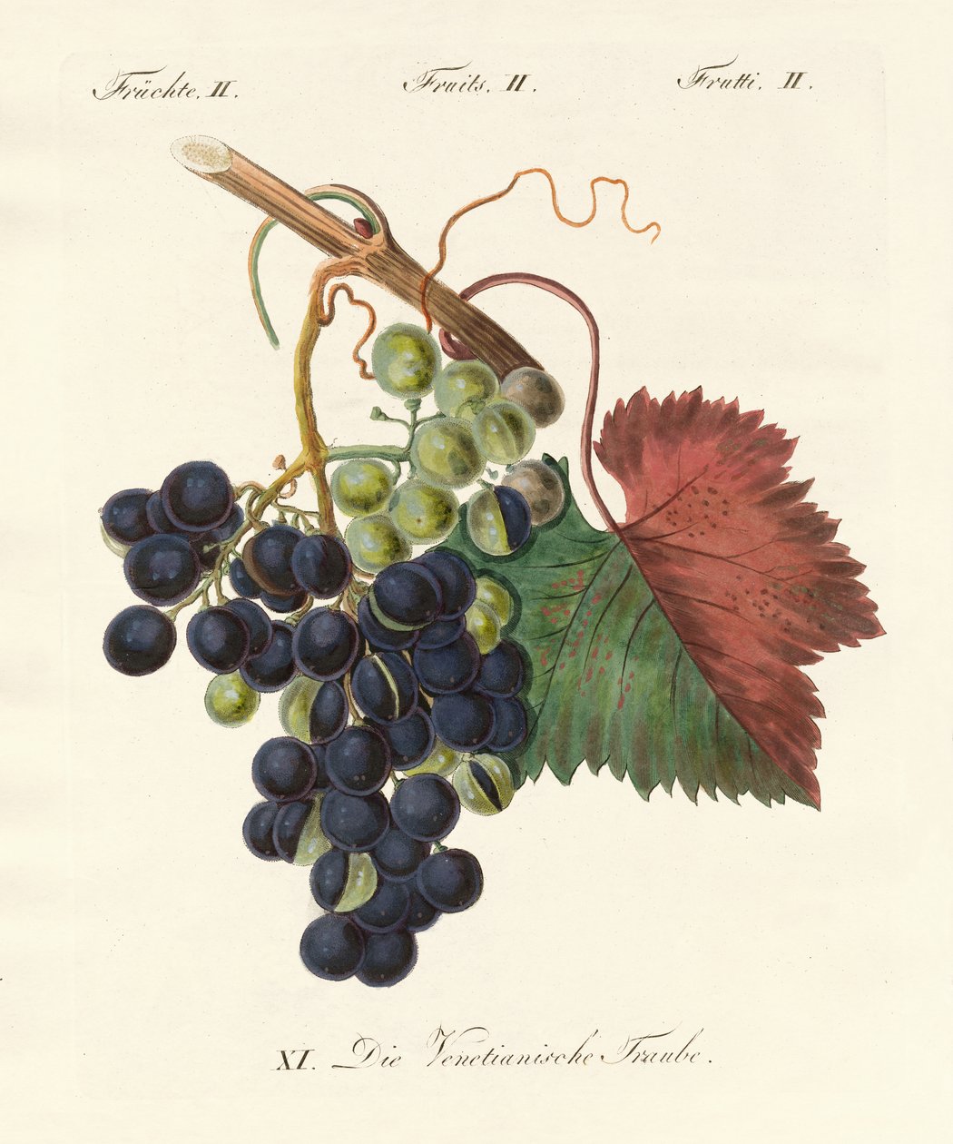 Frutas extrañas de German School