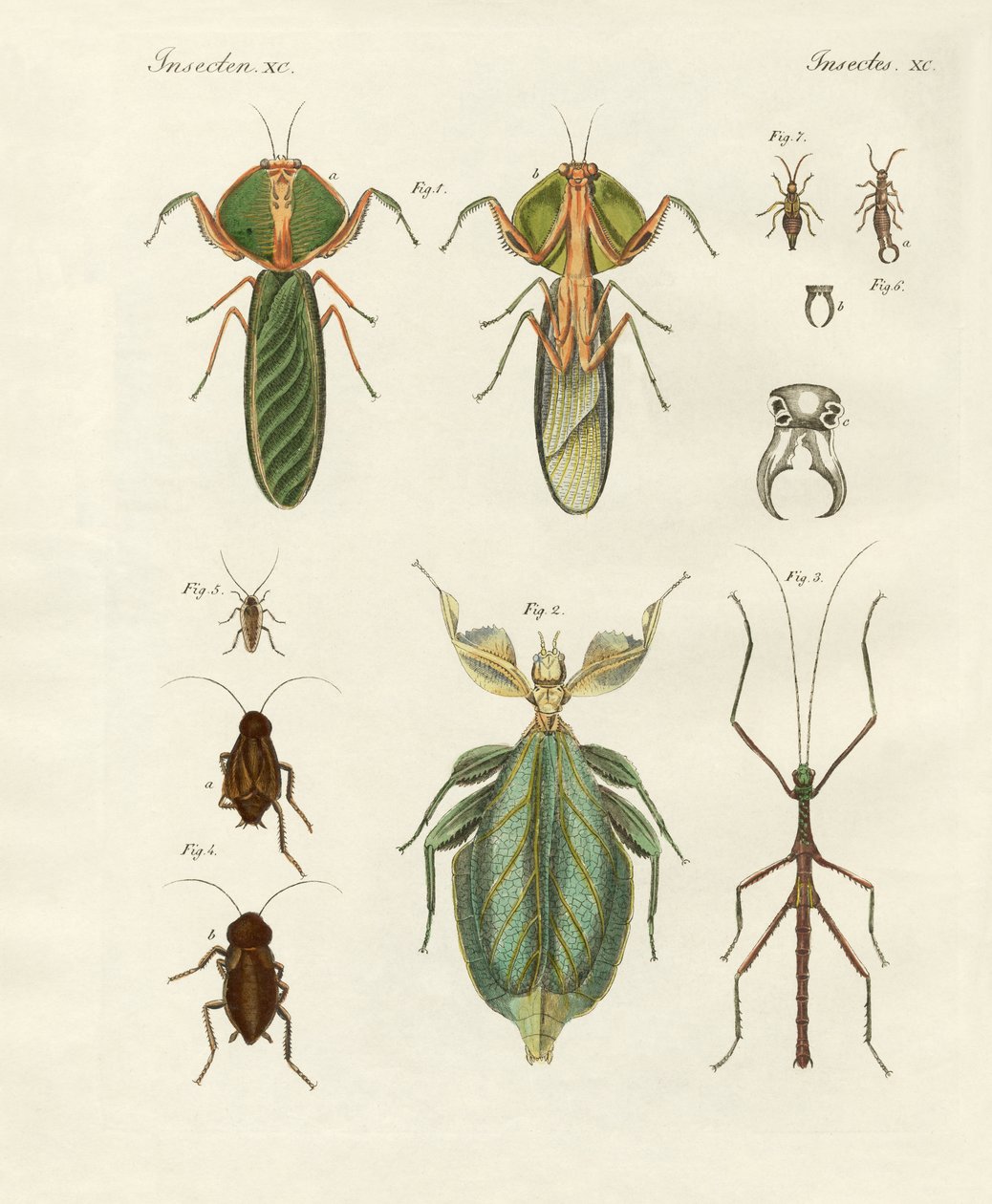 Insectos extraños de German School