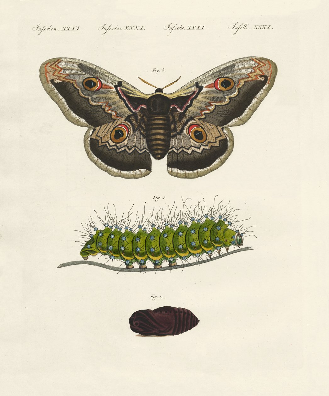 Insectos extraños de German School