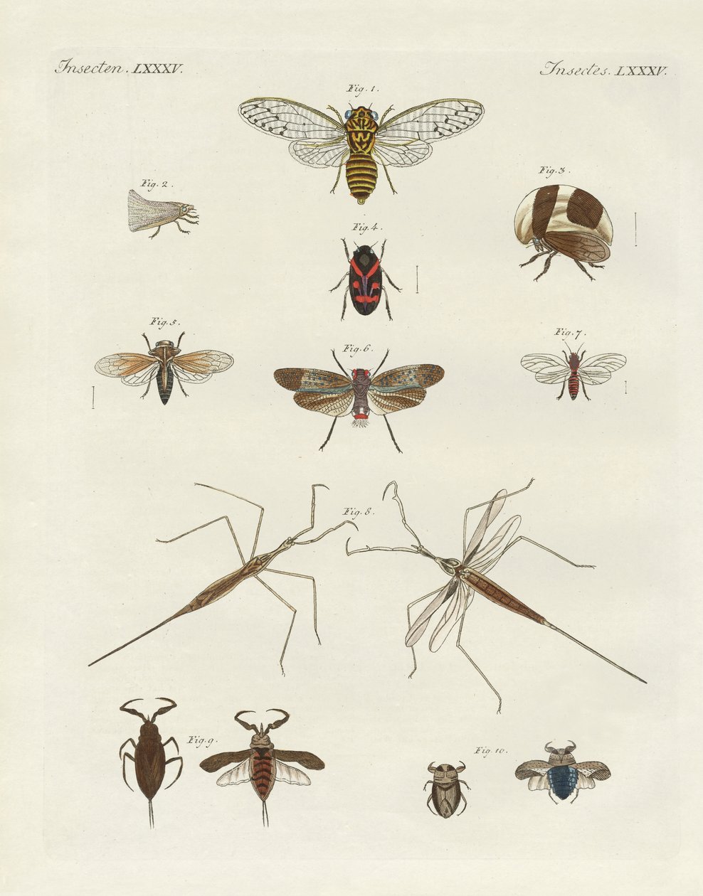 Insectos extraños de German School