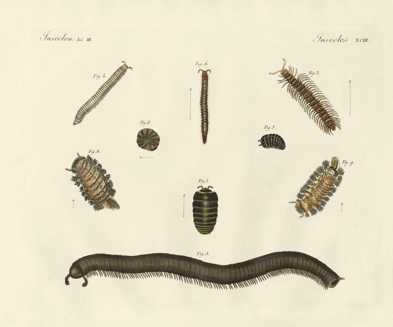 Insectos extraños de German School