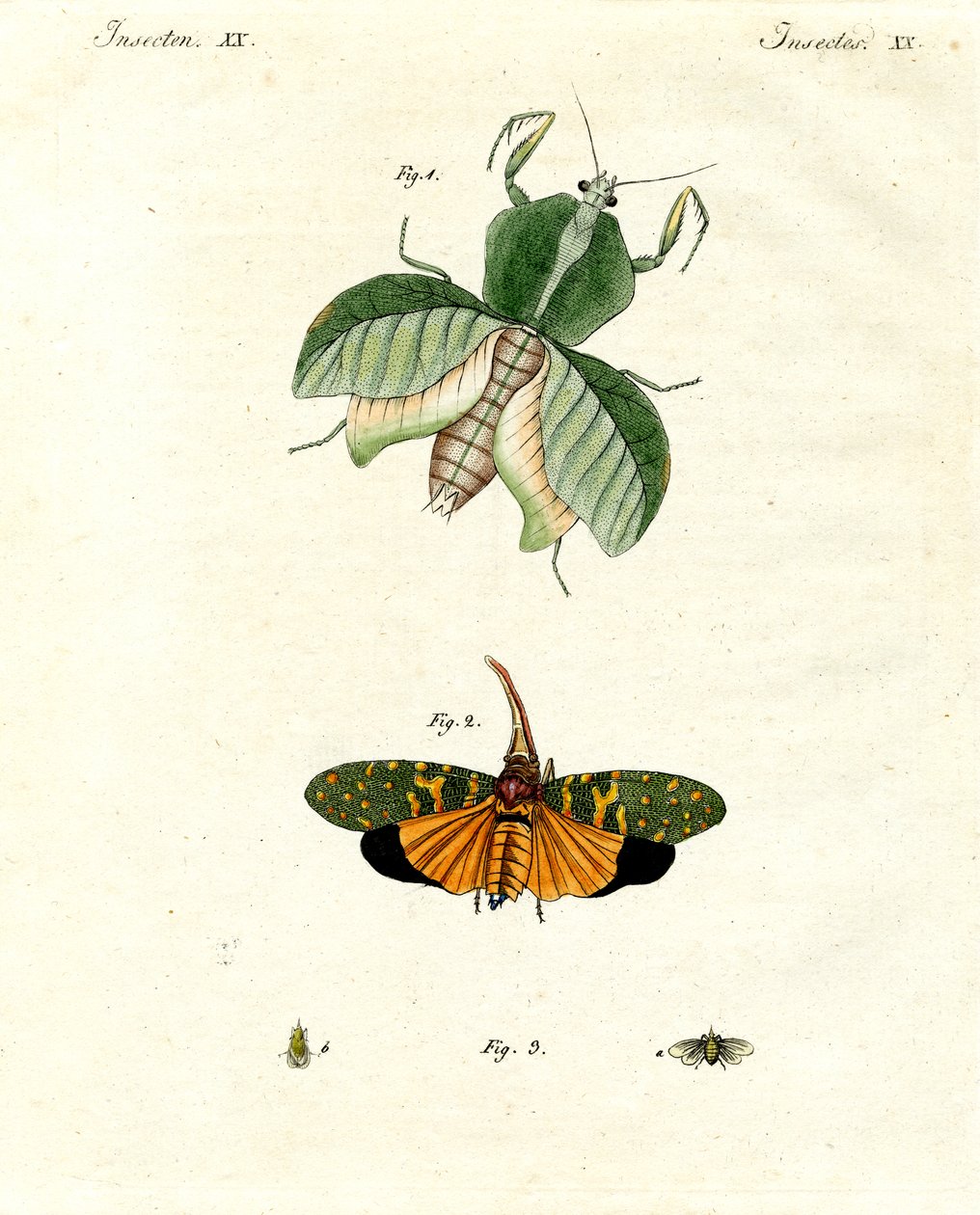 Insectos extraños de German School