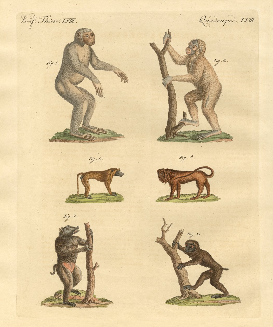 Tipos extraños de monos de German School